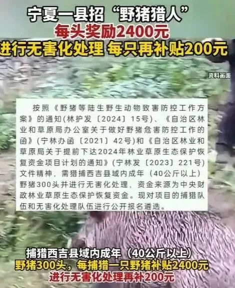 濒危保护到横行霸道 野猪怎么突然多起来了