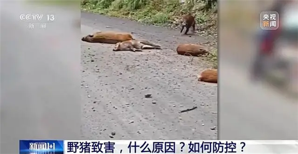 濒危保护到横行霸道 野猪怎么突然多起来了